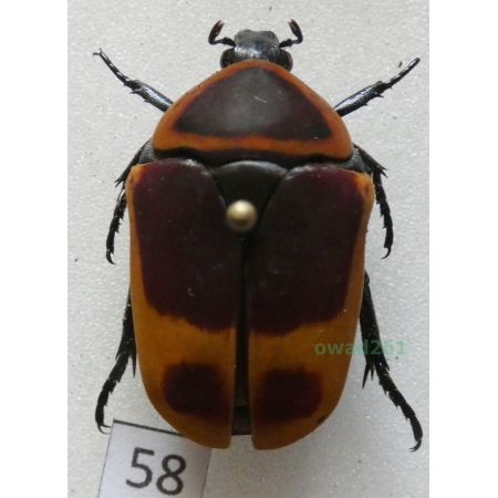 Pachnoda marginata peregrina Kolbe, 1906 ex. ovo Czad58
